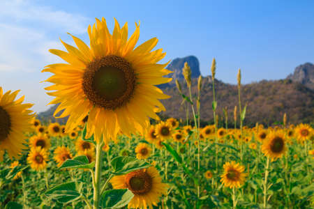 Field of sunflowers, Summer landscapeの写真素材