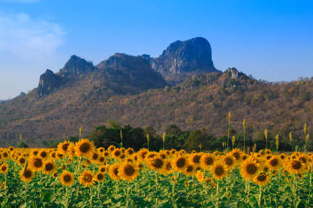Field of sunflowers, Summer landscapeの写真素材