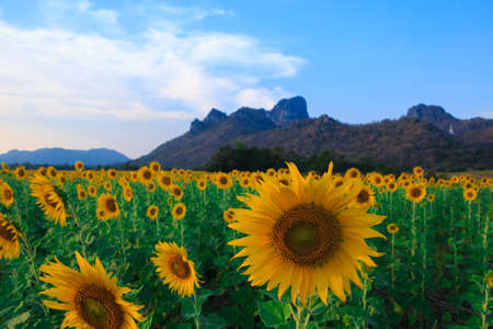 Beautiful landscape with sunflower fieldの写真素材