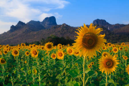 Beautiful landscape with sunflower fieldの写真素材