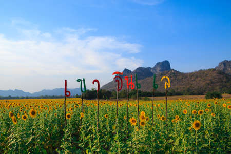 Field of sunflowers, Summer landscapeの写真素材