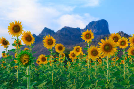 Beautiful landscape with sunflower fieldの写真素材