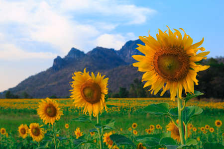 Beautiful landscape with sunflower fieldの写真素材