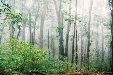 forest trees. nature green