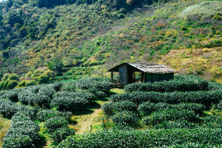 Tea plantation landscapeの写真素材