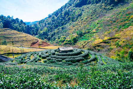 Tea plantation landscapeの写真素材