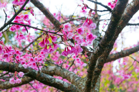 Spring Pink Cherry Blossoms in ChiangMai, Thailand