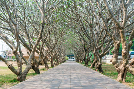 Pagoda Tree Tunnel at National Museum in Nan Province, North of Thailandの写真素材