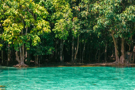 The emerald pool at Krabi, Thailandの写真素材