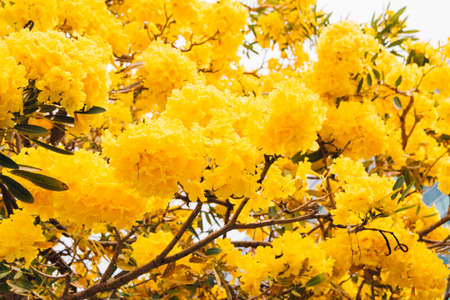 golden yellow flower blossom tree blossom in spring timeの写真素材