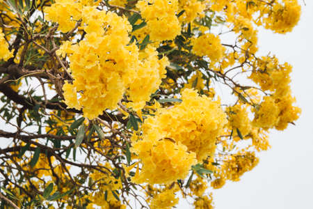golden yellow flower blossom tree blossom in spring timeの写真素材