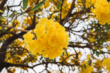 golden yellow flower blossom tree blossom in spring timeの写真素材