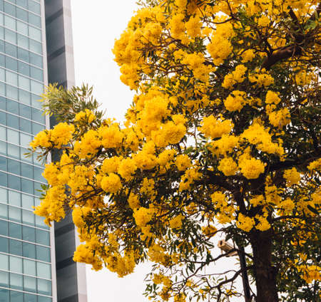 golden yellow flower blossom tree blossom in spring timeの写真素材