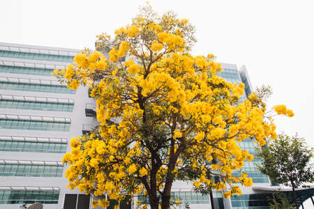 golden yellow flower blossom tree blossom in spring timeの写真素材