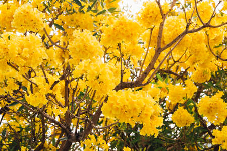 golden yellow flower blossom tree blossom in spring timeの写真素材