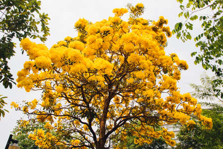 golden yellow flower blossom tree blossom in spring timeの写真素材
