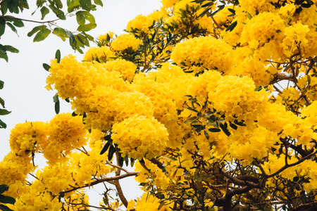 golden yellow flower blossom tree blossom in spring timeの写真素材