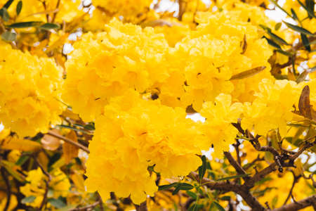 golden yellow flower blossom tree blossom in spring timeの写真素材