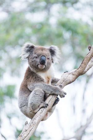 Koalaの写真素材