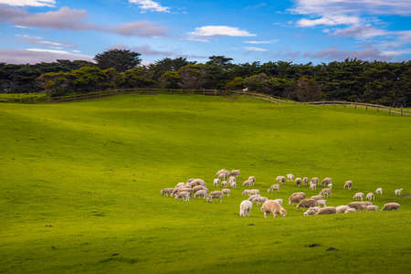 Mornington's hill