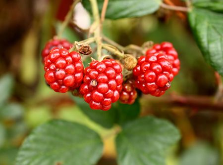 Branch of wild blackberry with berries