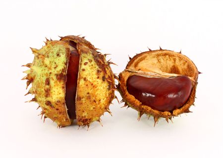 Wild chestnut in shells, isolatedの写真素材