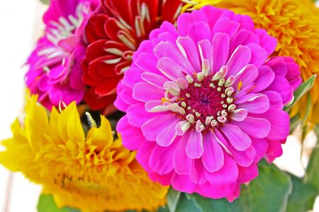 Colorful zinnia flower isolated against the softly muted shades of the other flowers in the gardenの写真素材