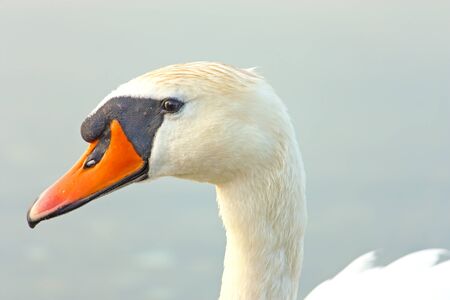 Head of a big beautiful white swan on the lakeの写真素材