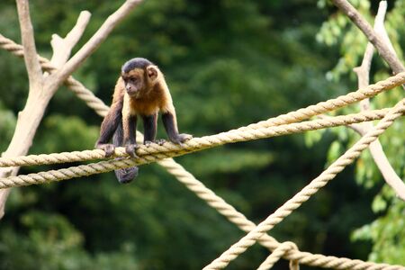 Small brown capuchin monkey on the ropesの写真素材