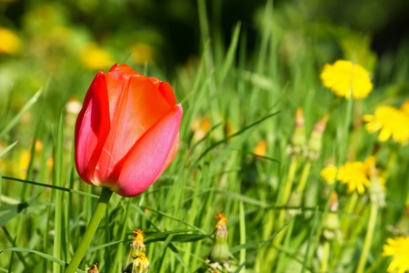 Red tulip on the green grass backgroundの写真素材
