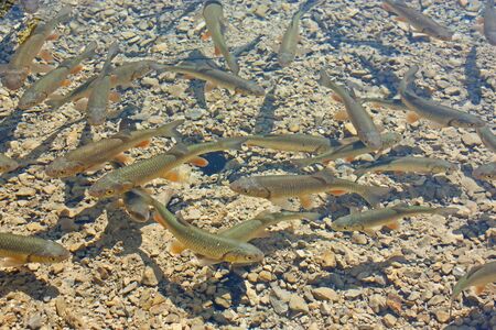 A lot of fishes swimming in crystal clear water of Plitvice Lakesの写真素材