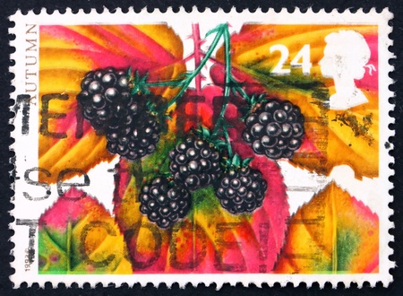 GREAT BRITAIN  CIRCA 1993: a stamp printed in the Great Britain shows Blackberries, Autumn fruits, circa 1993の写真素材