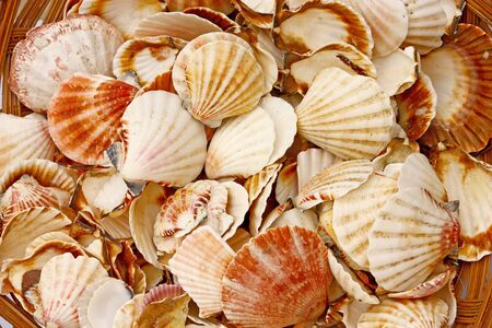Lot of seashells in a basketの写真素材