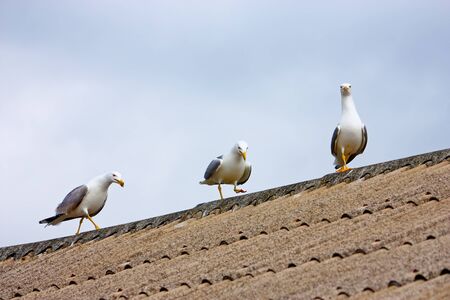 Three gulls on the roofの写真素材