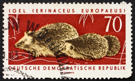 GDR - CIRCA 1963: a stamp printed in GDR shows Hedgehogs, Erinaceus Europaeus, Animal, circa 1963のeditorial素材
