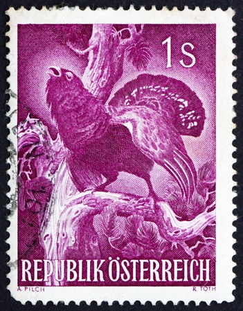 AUSTRIA - CIRCA 1959: a stamp printed in the Austria shows Capercaillie, Tetrao Urogallus, Wood Grouse, Bird,  circa 1959のeditorial素材