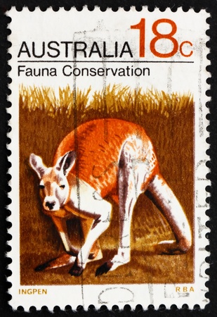 AUSTRALIA - CIRCA 1971: a stamp printed in the Australia shows Kangaroo, Macropodidae, Fauna Conservation, circa 1971のeditorial素材