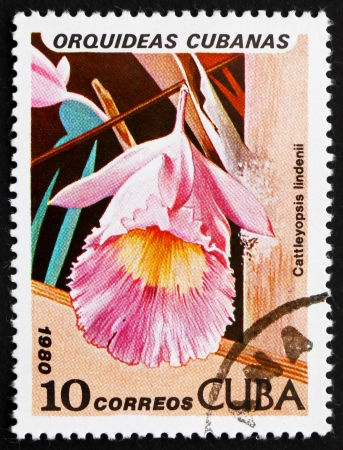 CUBA - CIRCA 1980: a stamp printed in the Cuba shows Lindens Cattleyopsis, Cattleyopsis Lindenii, Orchid, circa 1980のeditorial素材