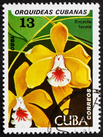 CUBA - CIRCA 1980: a stamp printed in the Cuba shows Brown Veined Encyclia, Encyclia Fucata, Orchid, circa 1980のeditorial素材