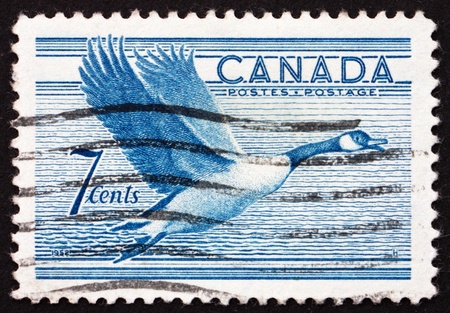 CANADA - CIRCA 1952: a stamp printed in the Canada shows Canada Goose, Bird, circa 1952のeditorial素材
