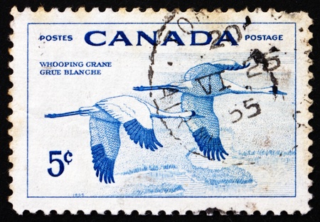 CANADA - CIRCA 1955: a stamp printed in the Canada shows Whooping Cranes, National Wildlife Week, circa 1955のeditorial素材