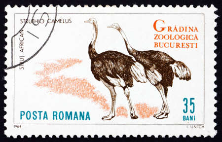 ROMANIA - CIRCA 1964: a stamp printed in the Romania shows Ostriches, Struthio Camelus, Bird, Bucharest Zoo, circa 1964のeditorial素材