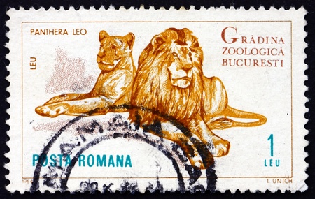 ROMANIA - CIRCA 1964: a stamp printed in the Romania shows Lions, Panthera Leo, Animal, Bucharest Zoo, circa 1964のeditorial素材