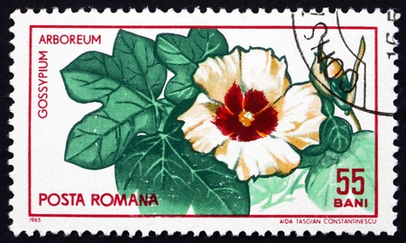 ROMANIA - CIRCA 1965: a stamp printed in the Romania shows Tree Cotton, Gossypium Arboreum, Shrub, circa 1965のeditorial素材