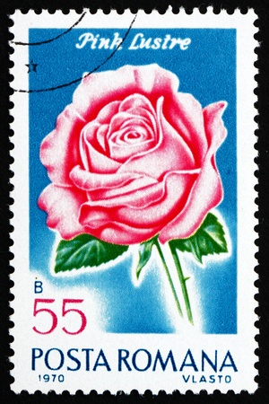 ROMANIA - CIRCA 1970: a stamp printed in the Romania shows Pink Luster, Rose Cultivar, Flower, circa 1970のeditorial素材