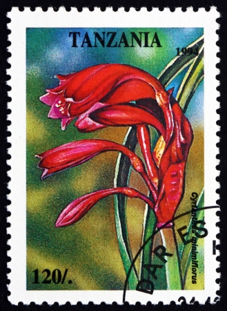 TANZANIA - CIRCA 1994: a stamp printed in the Tanzania shows Cyrtanthus Minimiflorus, Plant, circa 1994のeditorial素材
