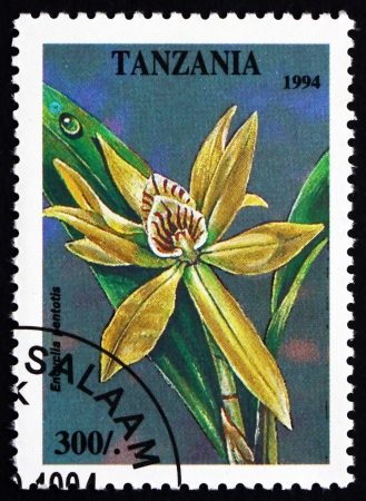 TANZANIA - CIRCA 1994: a stamp printed in the Tanzania shows Stake-like Anacheilium, Encyclia Pentotis, Orchid, circa 1994のeditorial素材