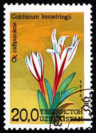 UZBEKISTAN - CIRCA 1993: a stamp printed in Uzbekistan shows Autumn Crocus, Colchicum Kesselringii, Flower, circa 1993のeditorial素材