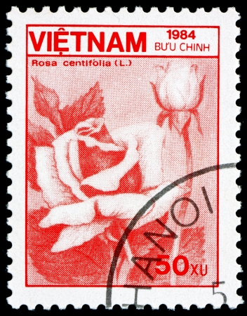 VIETNAM - CIRCA 1984: a stamp printed in Vietnam shows Cabbage Rose, Rosa Centifolia, Flower, circa 1984のeditorial素材
