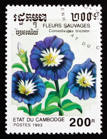 CAMBODIA - CIRCA 1993: a stamp printed in Cambodia shows Dwarf Morning Glory, Convolvulus Tricolor, Flower, circa 1993のeditorial素材